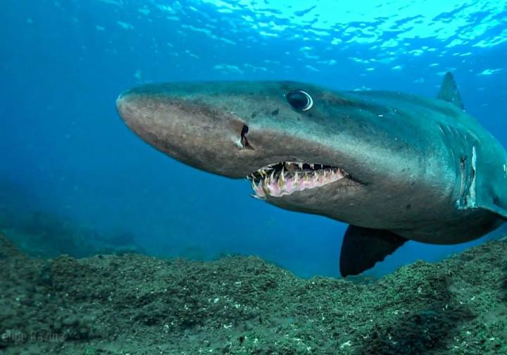 Canarias, candidata a 22 santuarios para la protección de tiburones y rayas