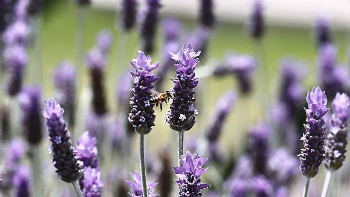 Pachuca refuerza cuidado de enjambres de abejas