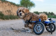 Study ranks Springfield among best cities for people with disabilities