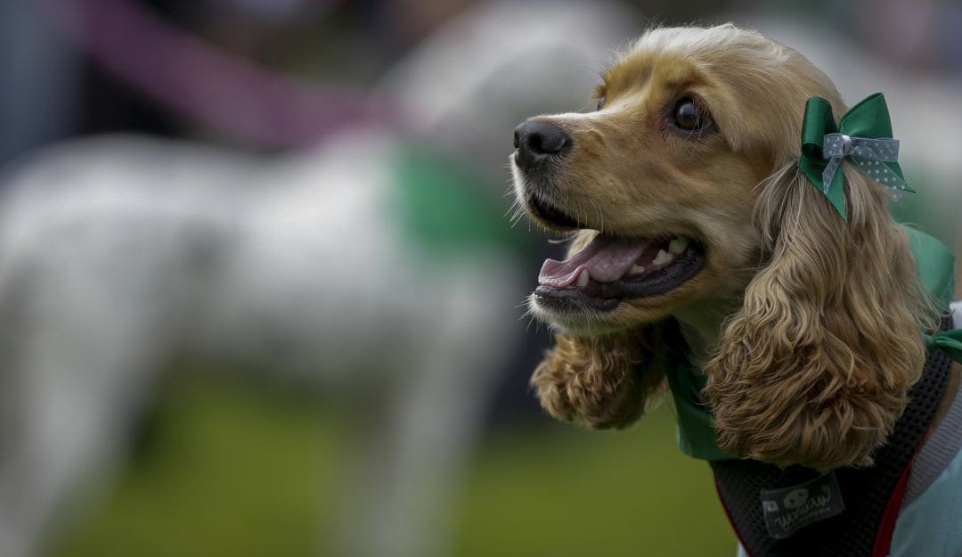 Por ley, los colegios del país deberán enseñar sobre protección animal: Congreso aprobó proyecto