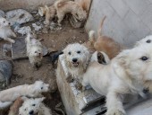 Impune el maltrato animal en municipios de SLP, denuncian activistas
