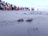 Indignación nayarita: robo de arena marina pone en riesgo nidos de quelonios