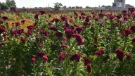 Agricultura resiste al avance urbano en Celaya y mantiene vivas sus tierras