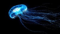 How Bioluminescent Jellyfish Get Their Signature Glow