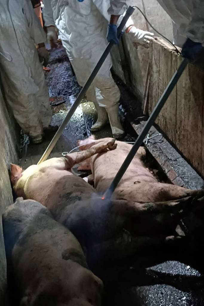 Taiwan reports its first case of African swine fever and culls scores of pigs