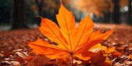 LIST: Fall events across the Chattahoochee Valley