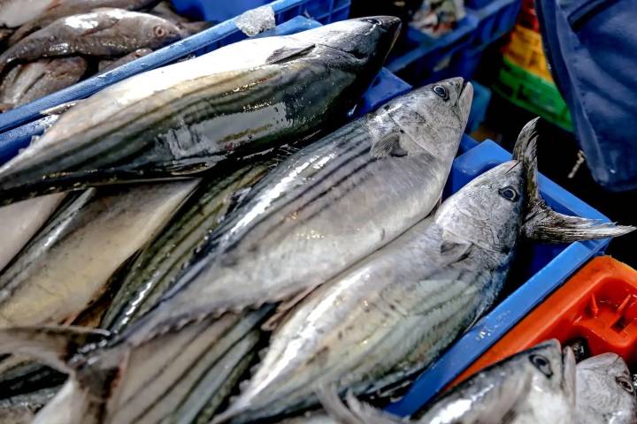 Gobierno fija en nueve toneladas la captura máxima de bonito por faena de pesca artesanal