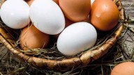 Brown eggs vs. white eggs: What’s the difference and which one is better for you?