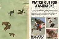 Baby sea turtles washing up on Florida shores from hurricanes' massive crashing waves