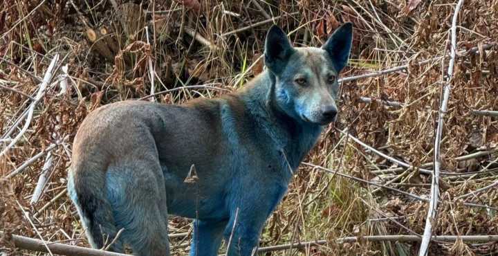 What’s Up With Those Blue Dogs in Chernobyl?