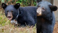 12 orphaned black bear cubs returned to the wild in North Carolina