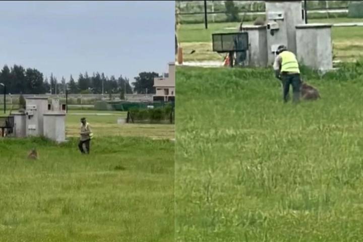 Denuncian que golpearon a un carpincho y lo dejaron en estado crítico: "Lo atacaron con un hierro"