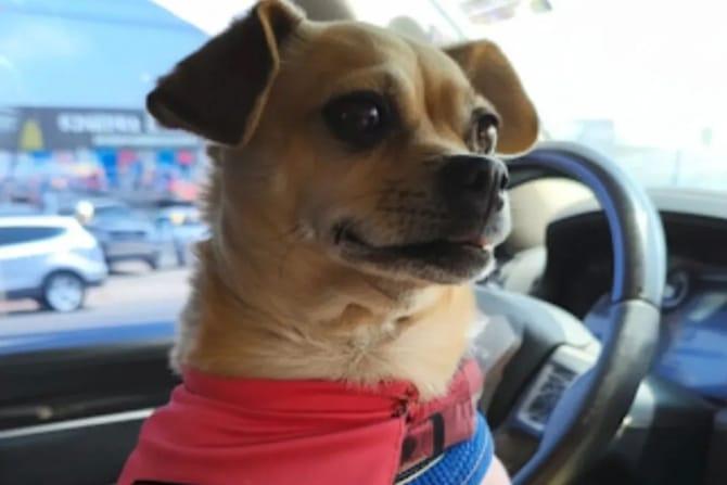 El closet de chilakila, la perrita rescatada