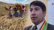 Puno cae al tercer lugar nacional en producción de quinua por bajo rendimiento