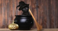 Halloween: ciudad prohibió la adopción de gatos negros en octubre para evitar sacrificios y rituales