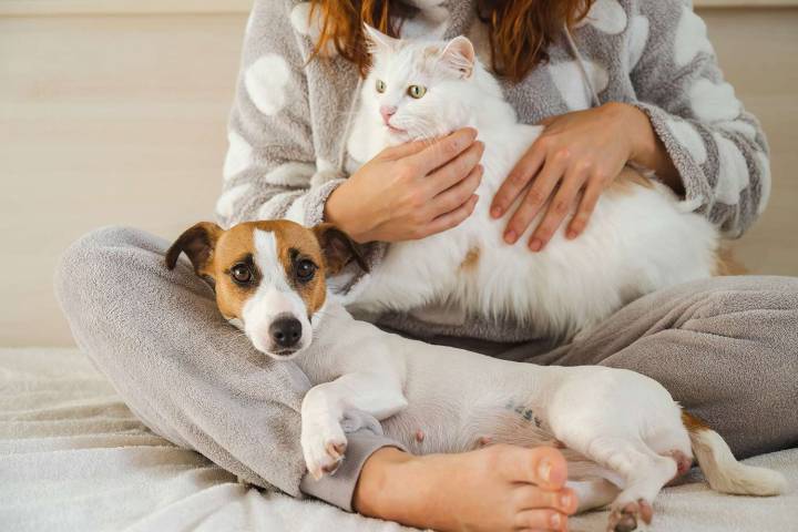 Man Hates Fiancée's Pets and Wants to End Their Engagement