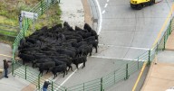 Community rallies after cow hauler tips over