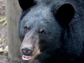 Authorities kill bear believed to have fatally mauled camper who’d taken photos of it