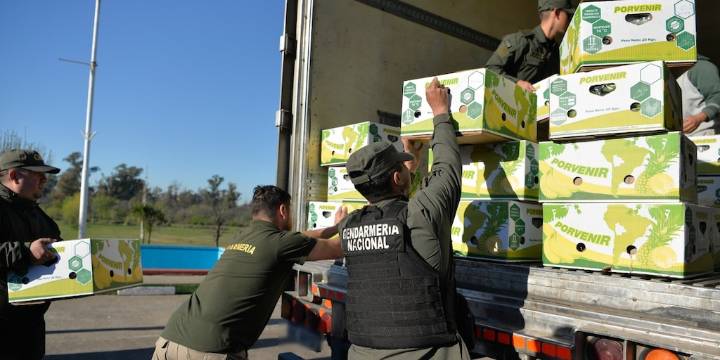 Traficaban 444 kilos de cocaína ocultos entre un cargamento de bananas y fueron capturados