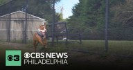 New law in Delaware fines dog owners for excessive barking