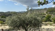 La dana Alice salva la campaña de hortalizas de la Vega Baja (Alicante)