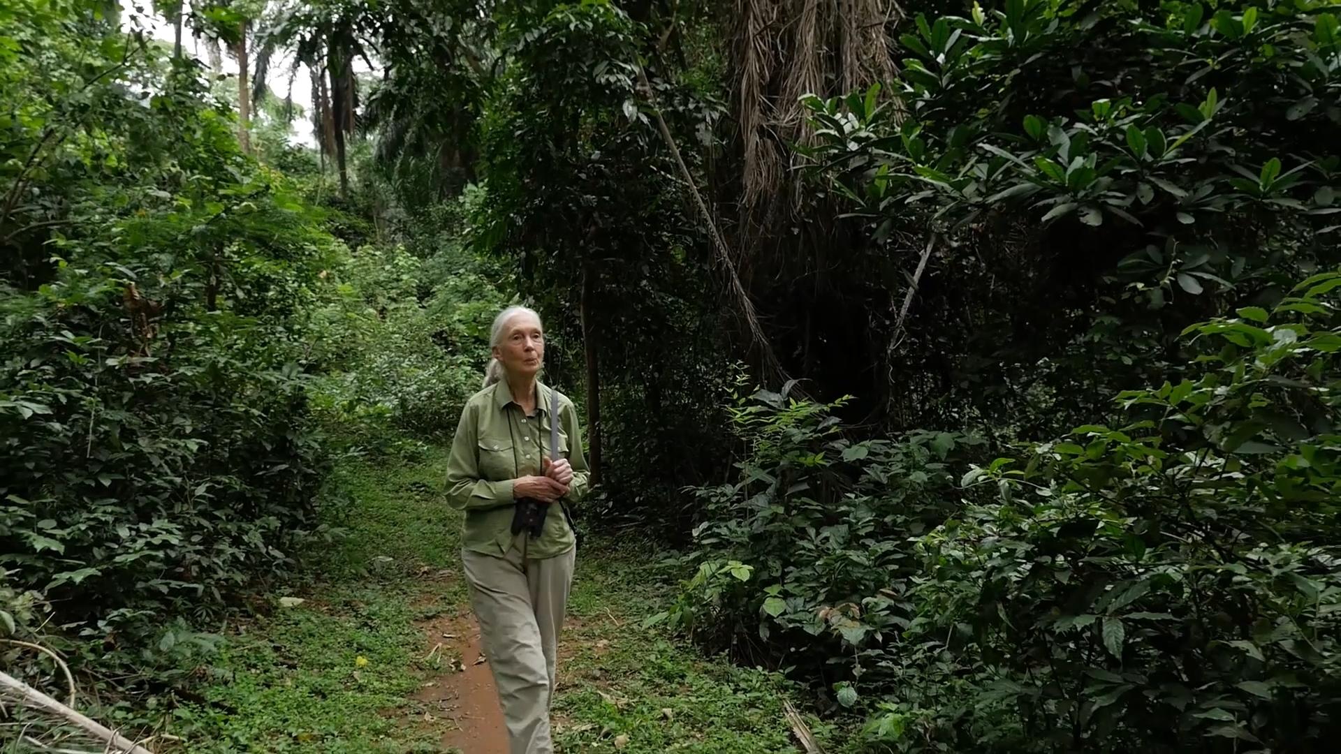 Environmentalists recall life and influence of primatologist Jane Goodall