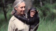 Muere Jane Goodall, famosa primatóloga y pionera en estudio de los chimpancés, a los 91 años