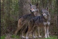 Wolf Week at LBL begins Saturday