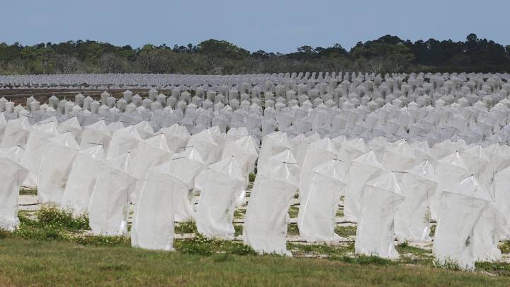 Science provides some hope for Florida’s struggling citrus industry