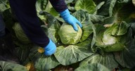 A recipe for avoiding 15 million deaths a year and climate disaster is fixing food, scientists say