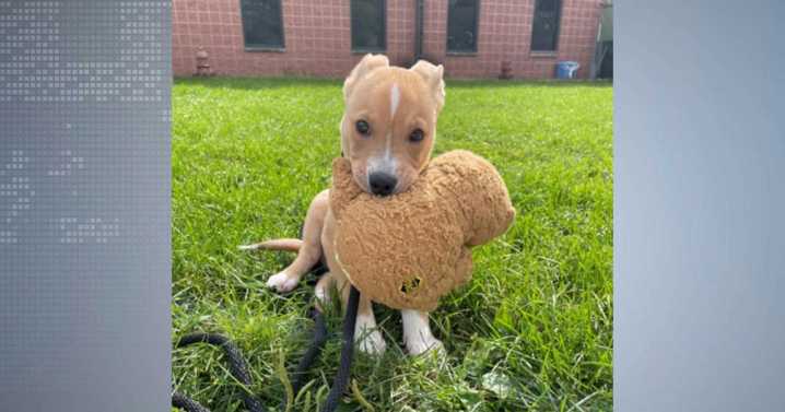DCHS raising funds for puppy with heart condition