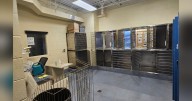 Yellowstone Valley Animal Shelter not returning to Billings location after drug