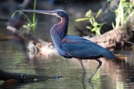Agamí: Así es la garza más hermosa del mundo que habita en Yucatán