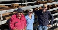 Prime cattle prices steady amid dry weather challenges