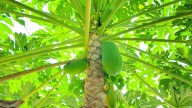 Companion Plants To Grow Near Papaya Tree To Help It Thrive