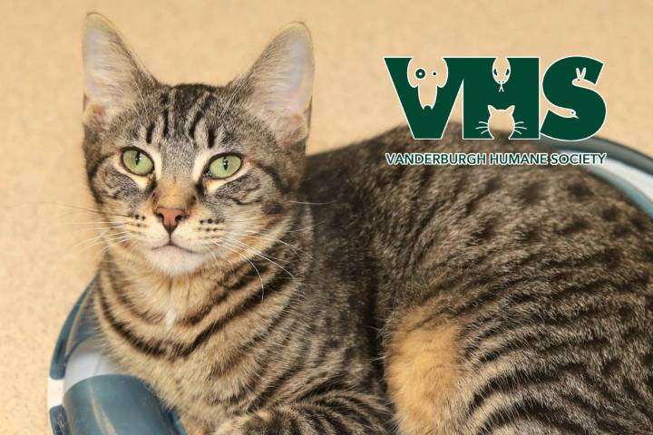 This is Sharks & Minnows - Our VHS Pet of the Week