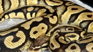 In-N-Out Burger employee finds nearly 4-pound python in drive