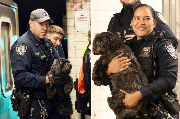 Puppy escapes from NYC doggy daycare, gets stuck under subway train -