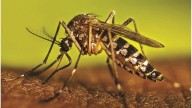 Inauguraron en Brasil una "fábrica" de mosquitos modificados para combatir el dengue