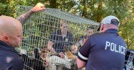 New York woman charged after more than 200 animals found in filthy home, prosecutors say
