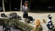 An estimated 1 million cats prowl the streets of Cyprus as officials scramble to check their numbers
