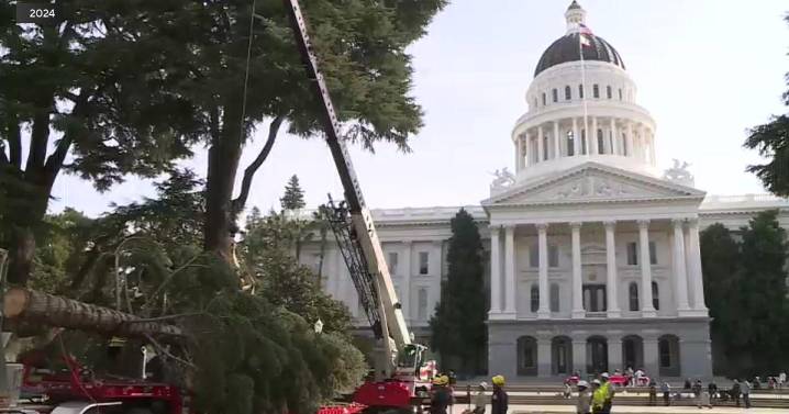 California State Capitol's 2025 Christmas tree to arrive on Wednesday