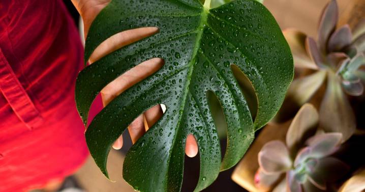 Por qué se ponen amarillas las hojas de tu monstera y cómo recuperarla