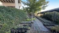 Concert venue under bridge fuels growth of native plants