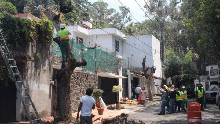 Urgen fomentar cultura de poda responsable ante temporada de huracanes