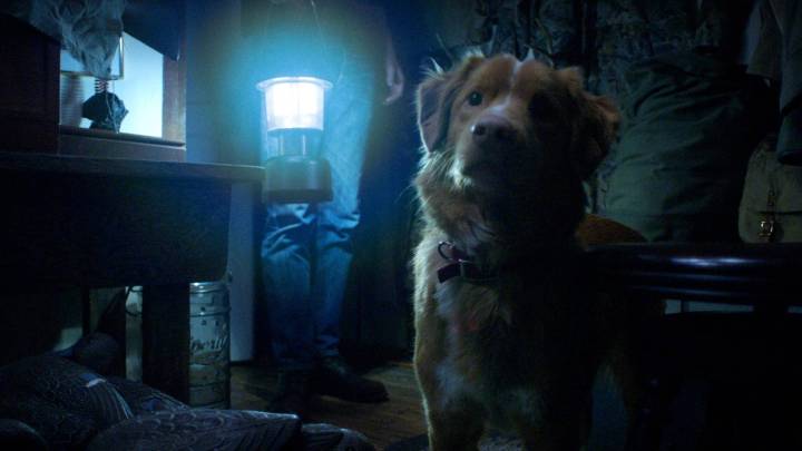 Good Boy Director Explains Why Indy Survives In Surprising Ending