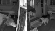 Woman Stunned As Bear Walks Into Her California Home Before Her Dog Does The Unthinkable