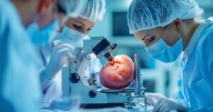 Man Lives 271 Days With Pig Kidney, Setting Medical Record