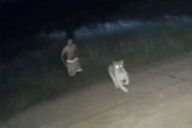 Lion Cub Kept Illegally as Pet Escapes and Attacks 11