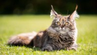 Confirmado oficialmente por un veterinario: estas son las 5 mejores razas de gato para tener en casa